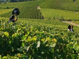 Agricoltura, l’immagine di un vigneto