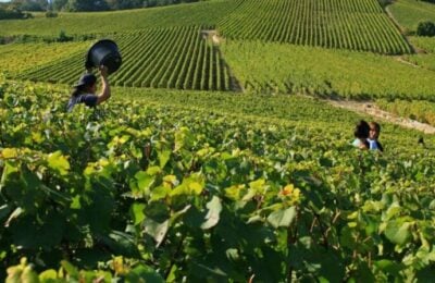 Agricoltura, l’immagine di un vigneto