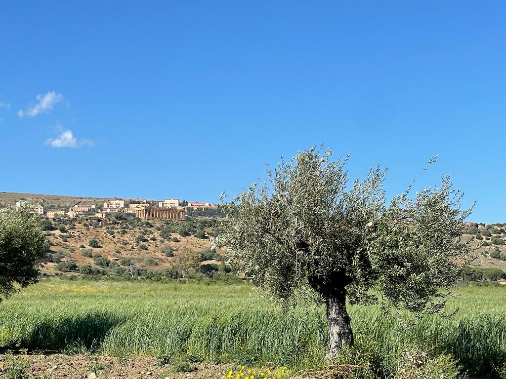 I campi nella valle dei Templi di Agrigento