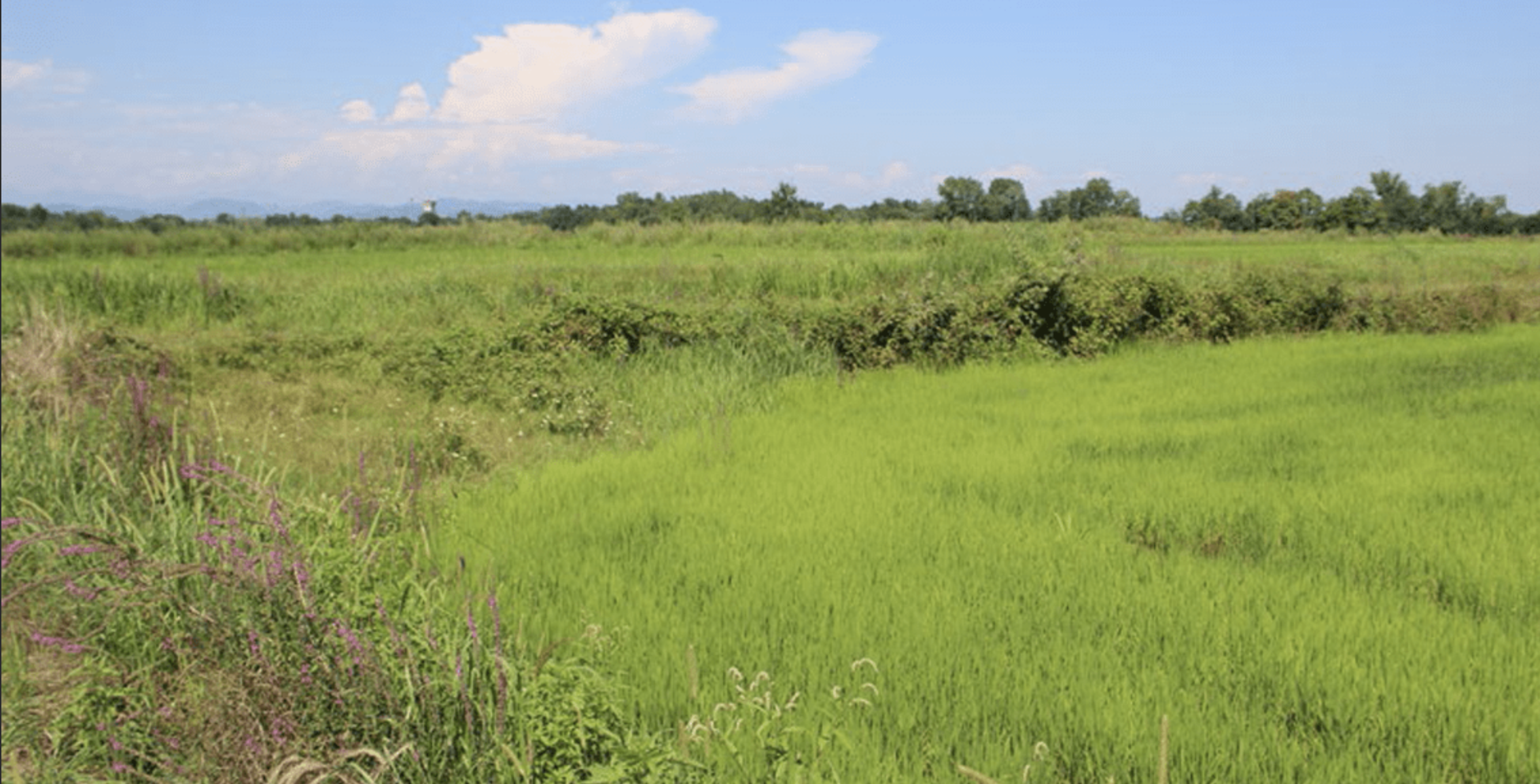 Coltivazione del riso