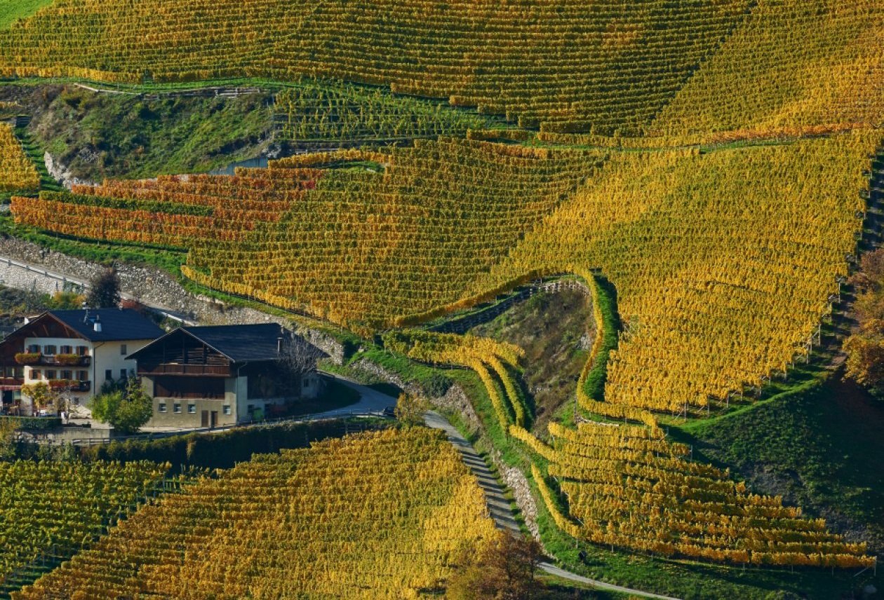 I vigneti di Cantina Valle Isarco