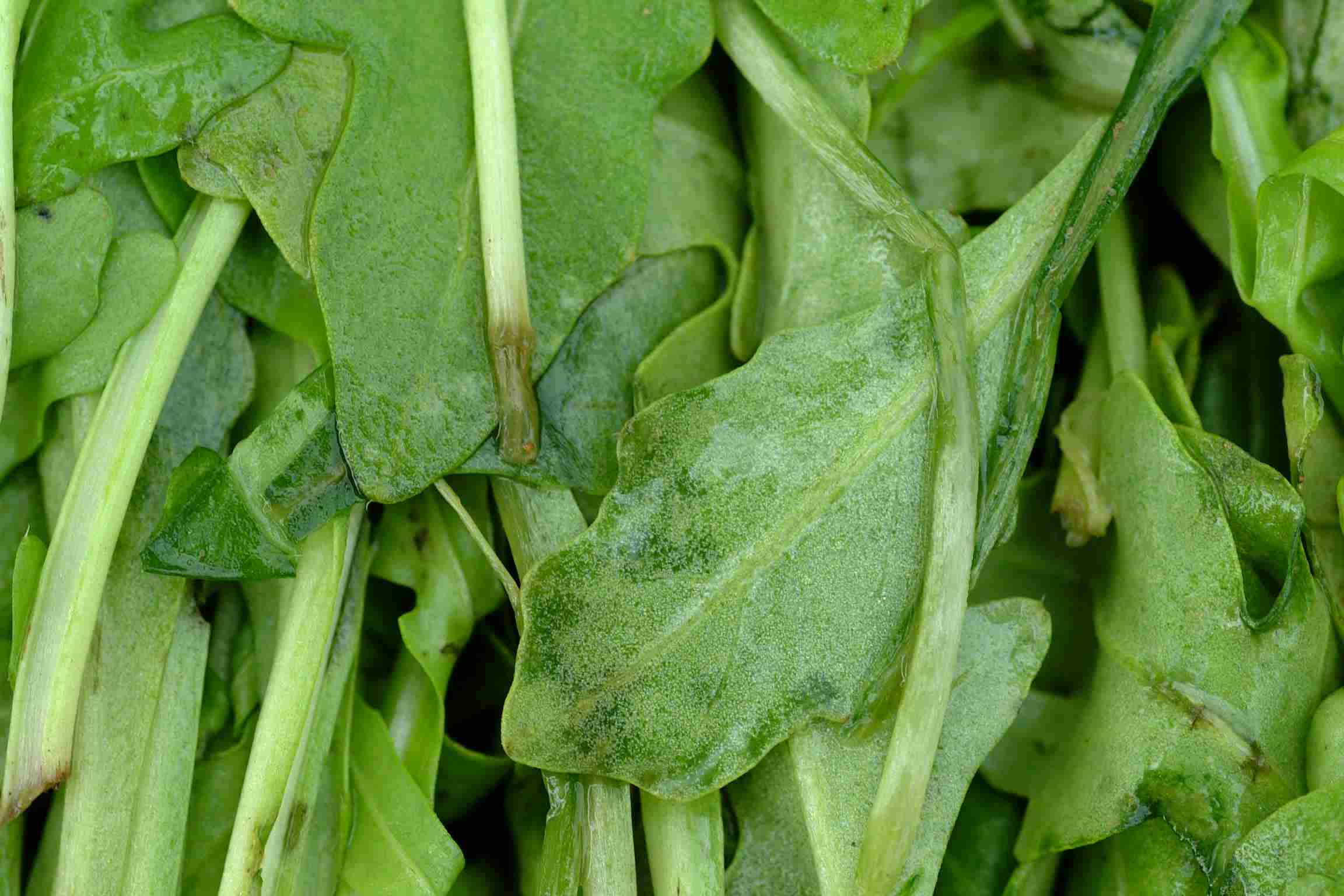 Rucola
