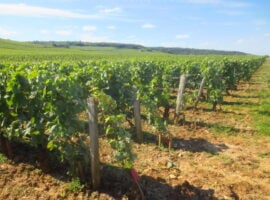 Vigneti in Borgogna