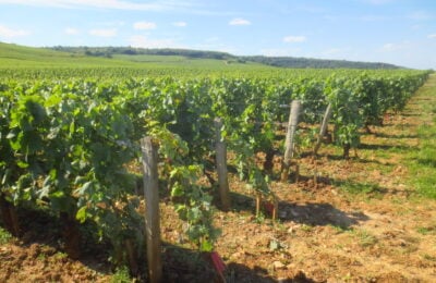 Vigneti in Borgogna