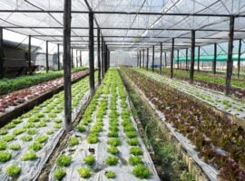 Agricoltura biologica – foto archivio