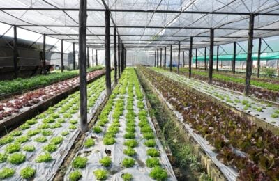 Agricoltura biologica – foto archivio