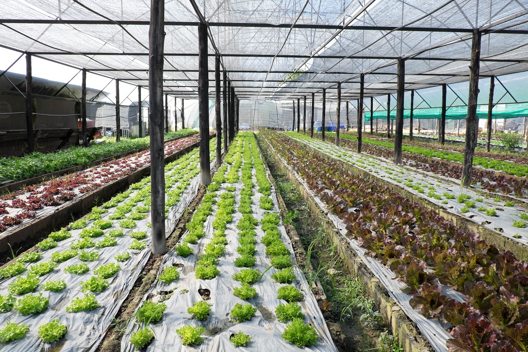 Agricoltura biologica in Valtellina