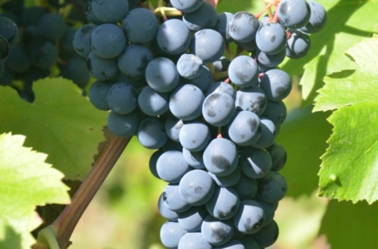 Varietà di uva nera calys. Credito foto: Vincent Dumas