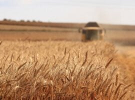 Un campo di grano duro