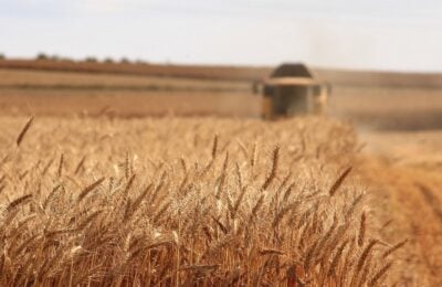 Un campo di grano duro