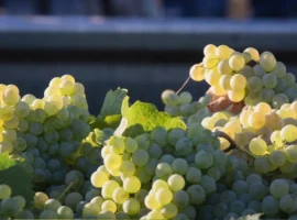 Il vitigno Catarratto, anche chiamato Lucido