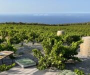 Vigneto della cantina Abraxas