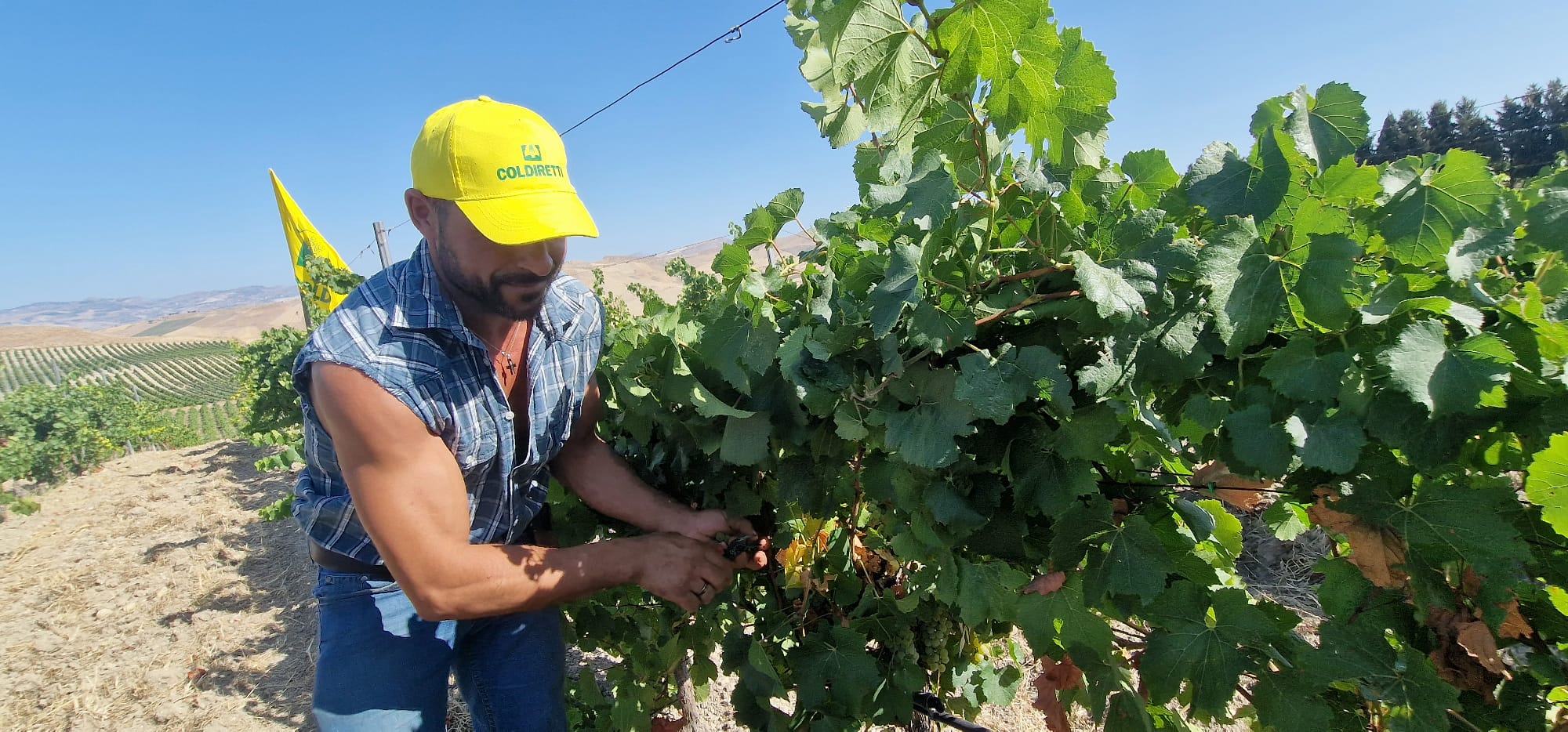 La vendemmia italiana comincia dalla Sicilia