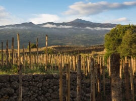 Vigneti sull’Etna