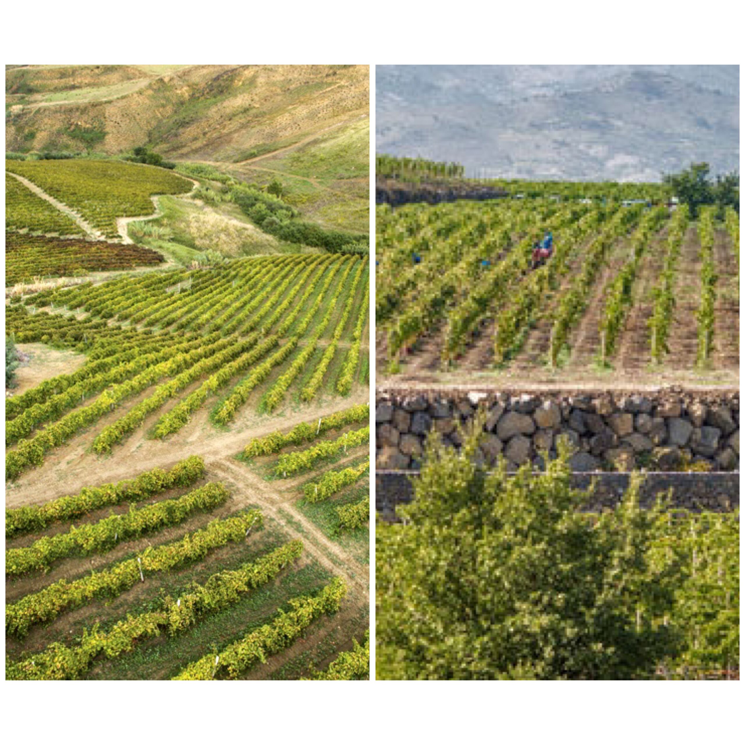 Vigneti di Grillo in provincia di Trapani e i vigneti dell’azienda Tornatore sull’Etna