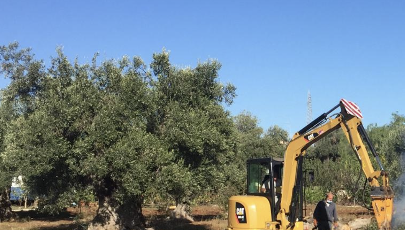 Ulivi monumentali Puglia