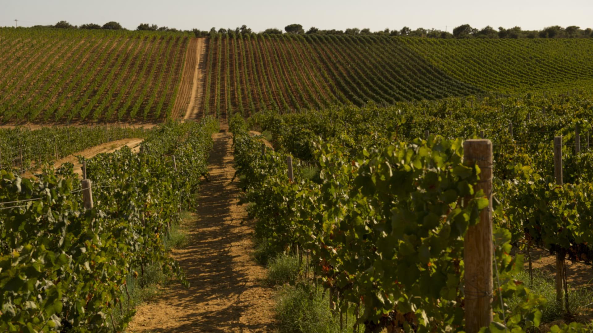 I vigneti di Feudi del Pisciotto