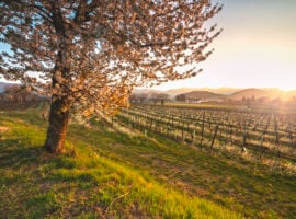 Vigneti in Franciacorta