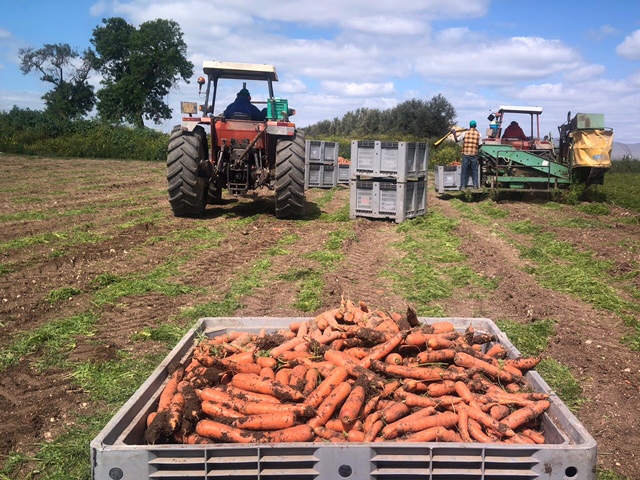 Carota novella di Ispica Igp