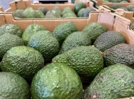 Avocado delle Canarie