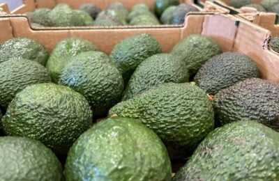 Avocado delle Canarie
