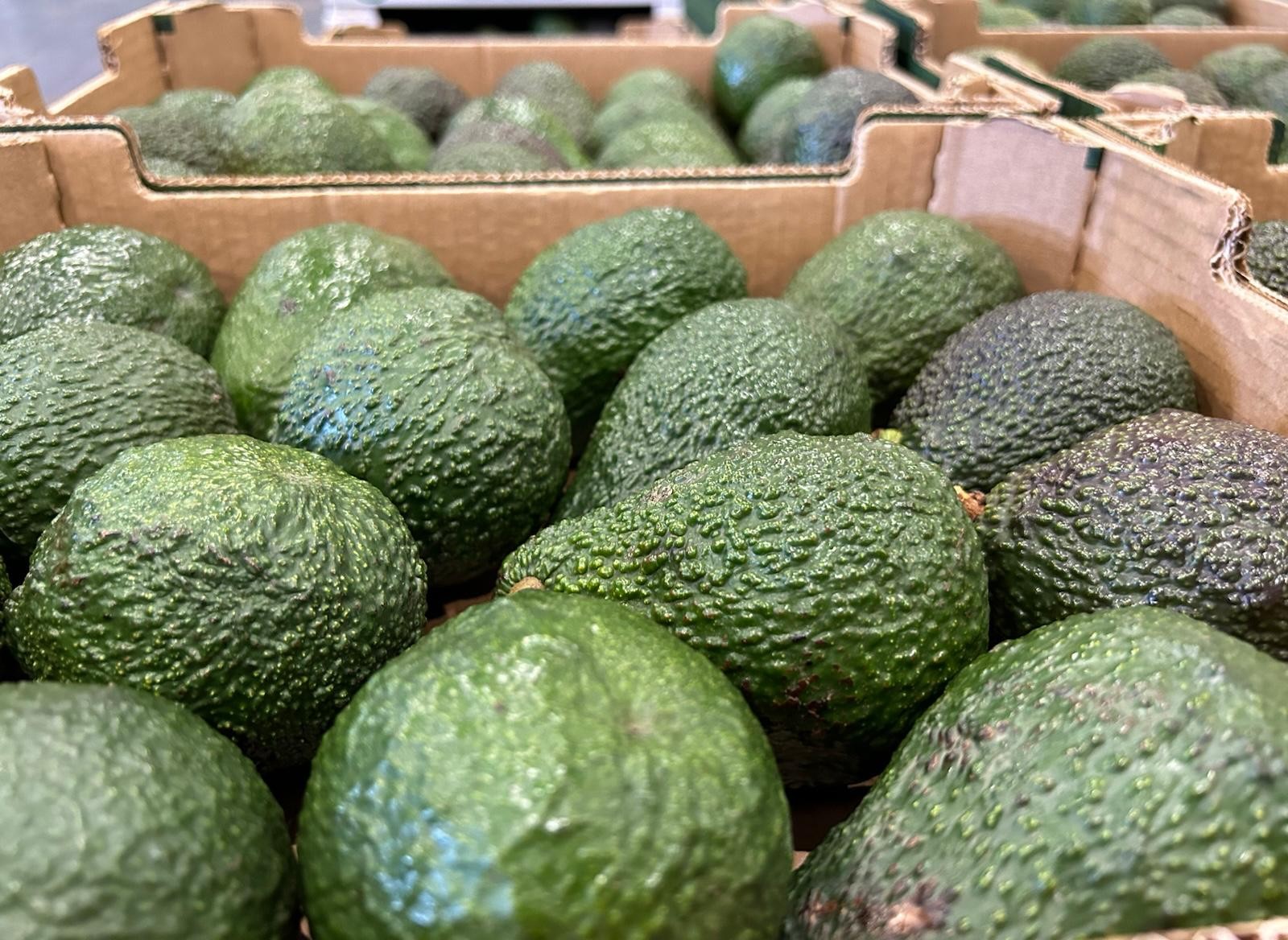 Avocado delle Canarie