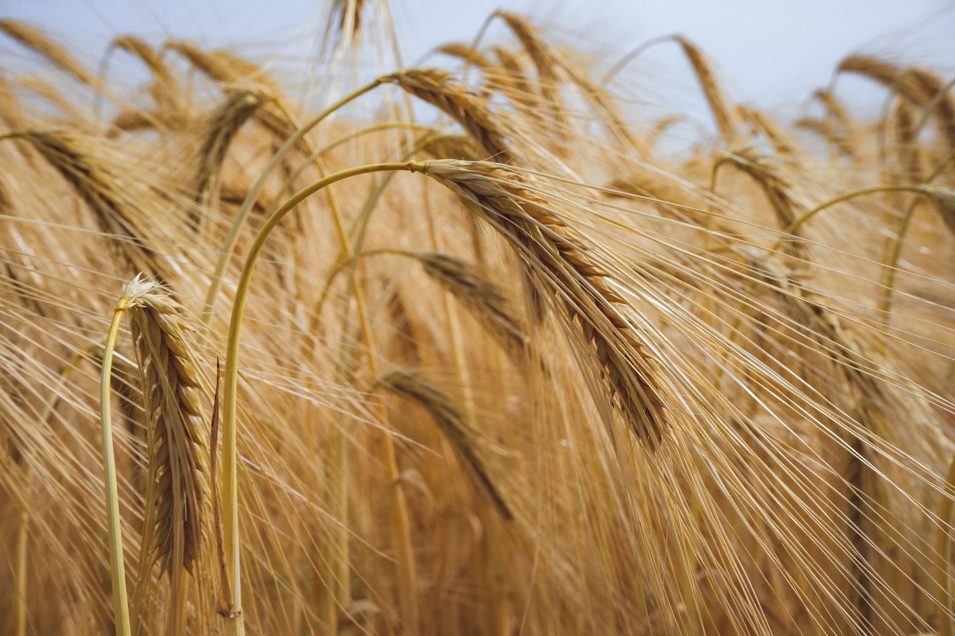 Campo di grano – Foto di Ylanite Koppens da Pixabay