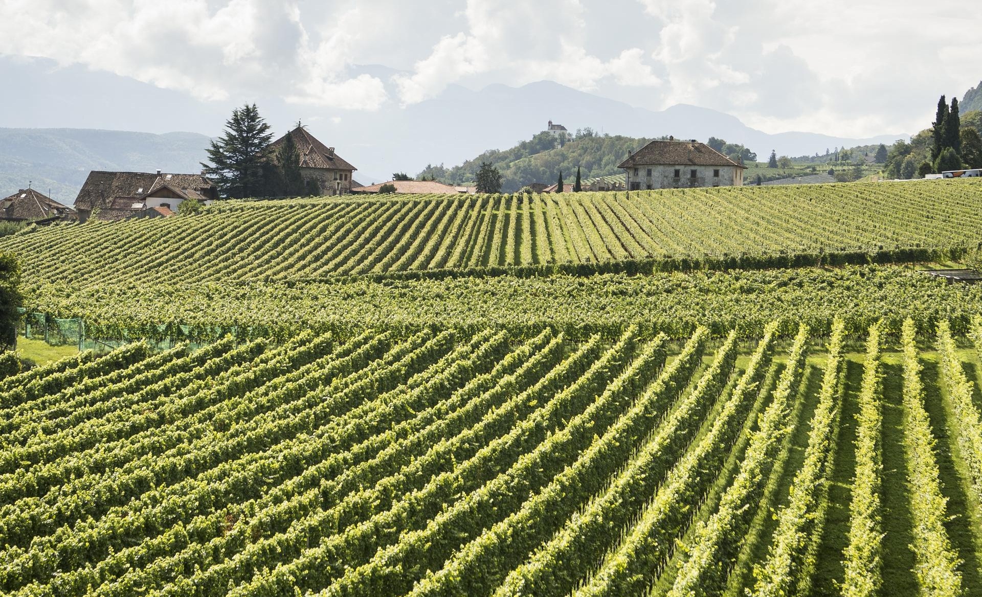 Vigneti in Alto Adige