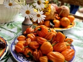 Zucca