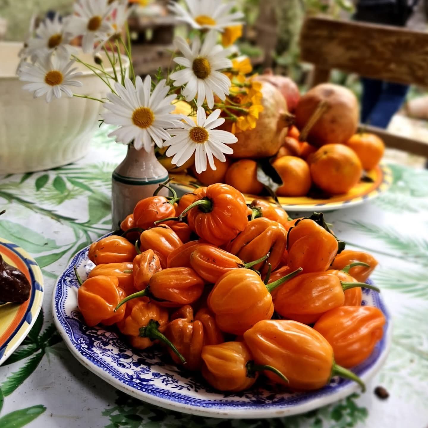 Zucca