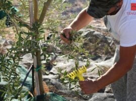 Olio Tenuta Chiaramonte