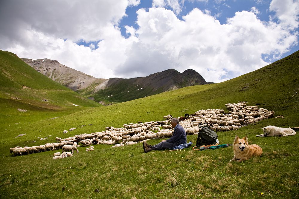 Pecora Sambucana – ph Paolo Andrea Montanaro
