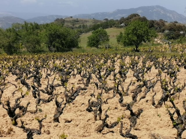 Un vigneto a Mamoiada in Sardegna