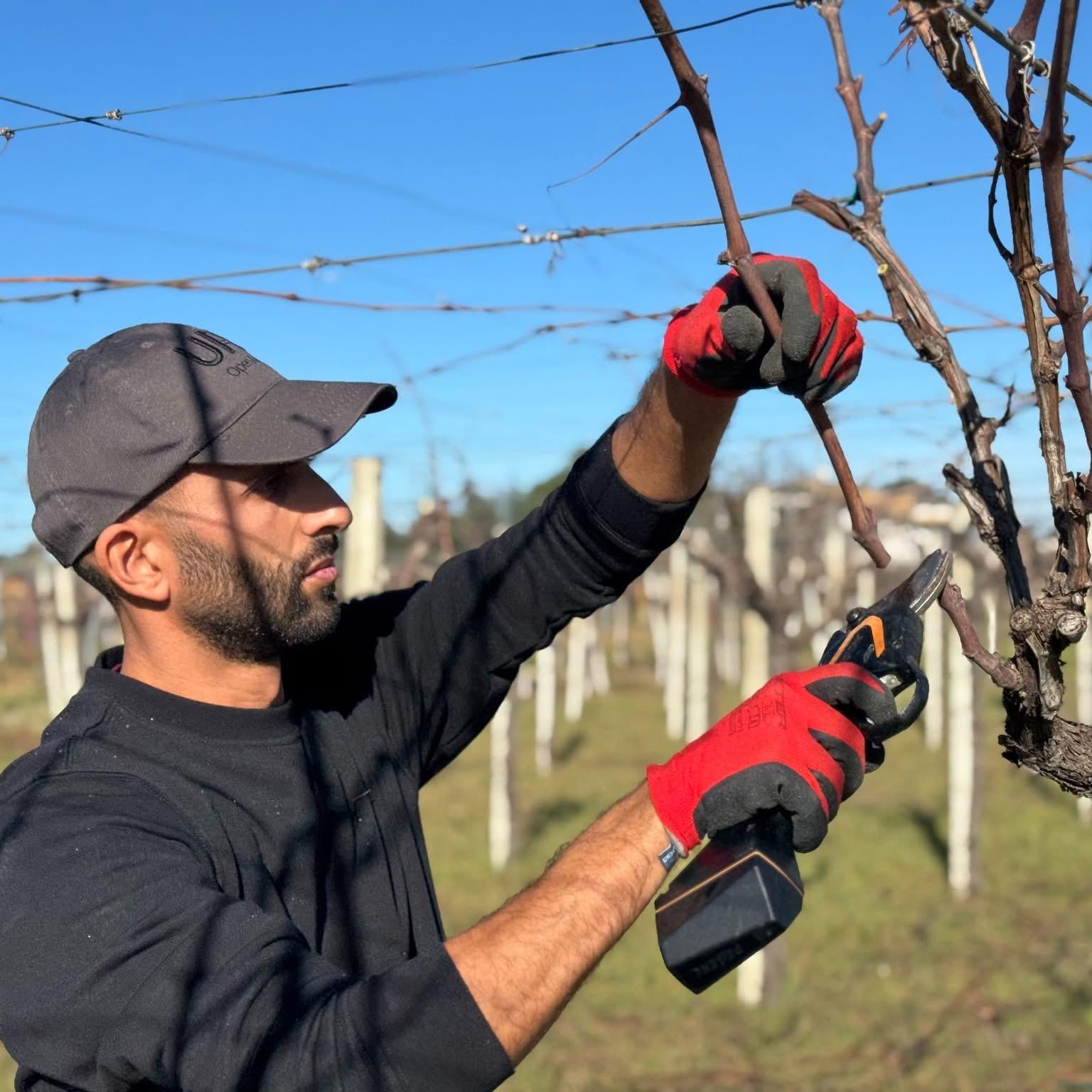 Cantina Tollo – Un particolare della produzione