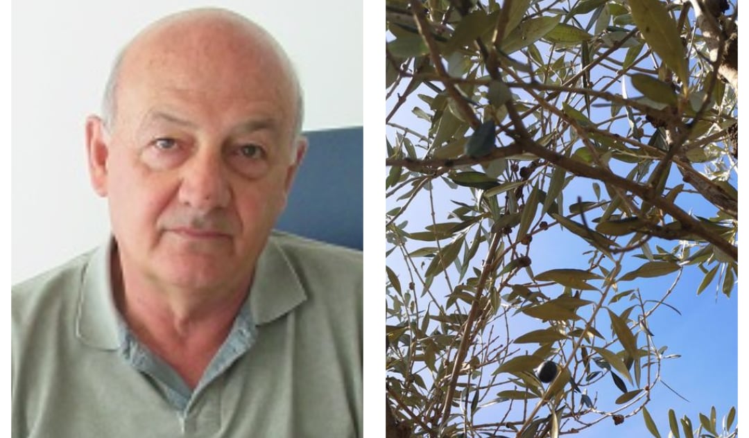 Tiziano Caruso – Ulivi