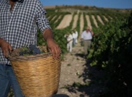 Vendemmia