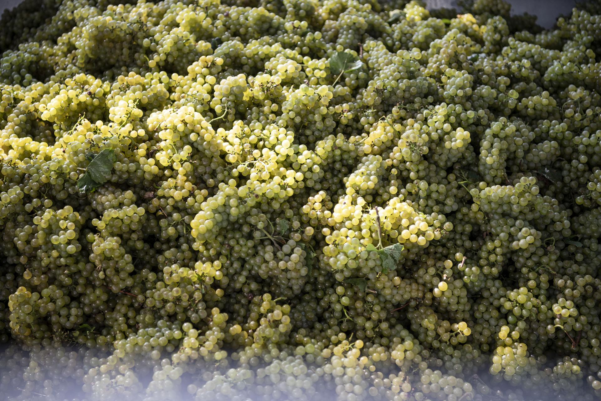 la vendemmia di uve bianche in Alto Adige