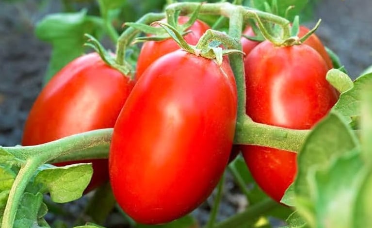 pomodoro lungo