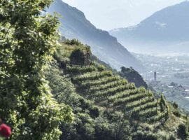 un vigneto di Pinot Nero in Alto Adige