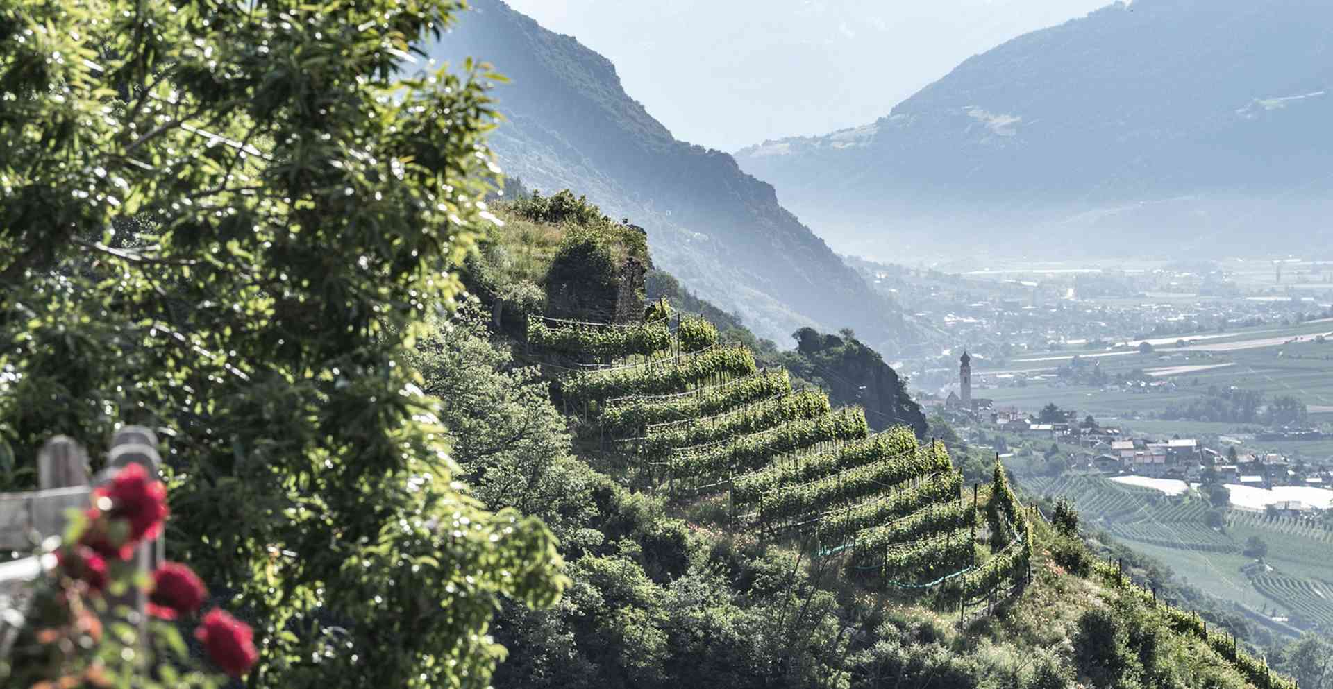 un vigneto di Pinot Nero in Alto Adige