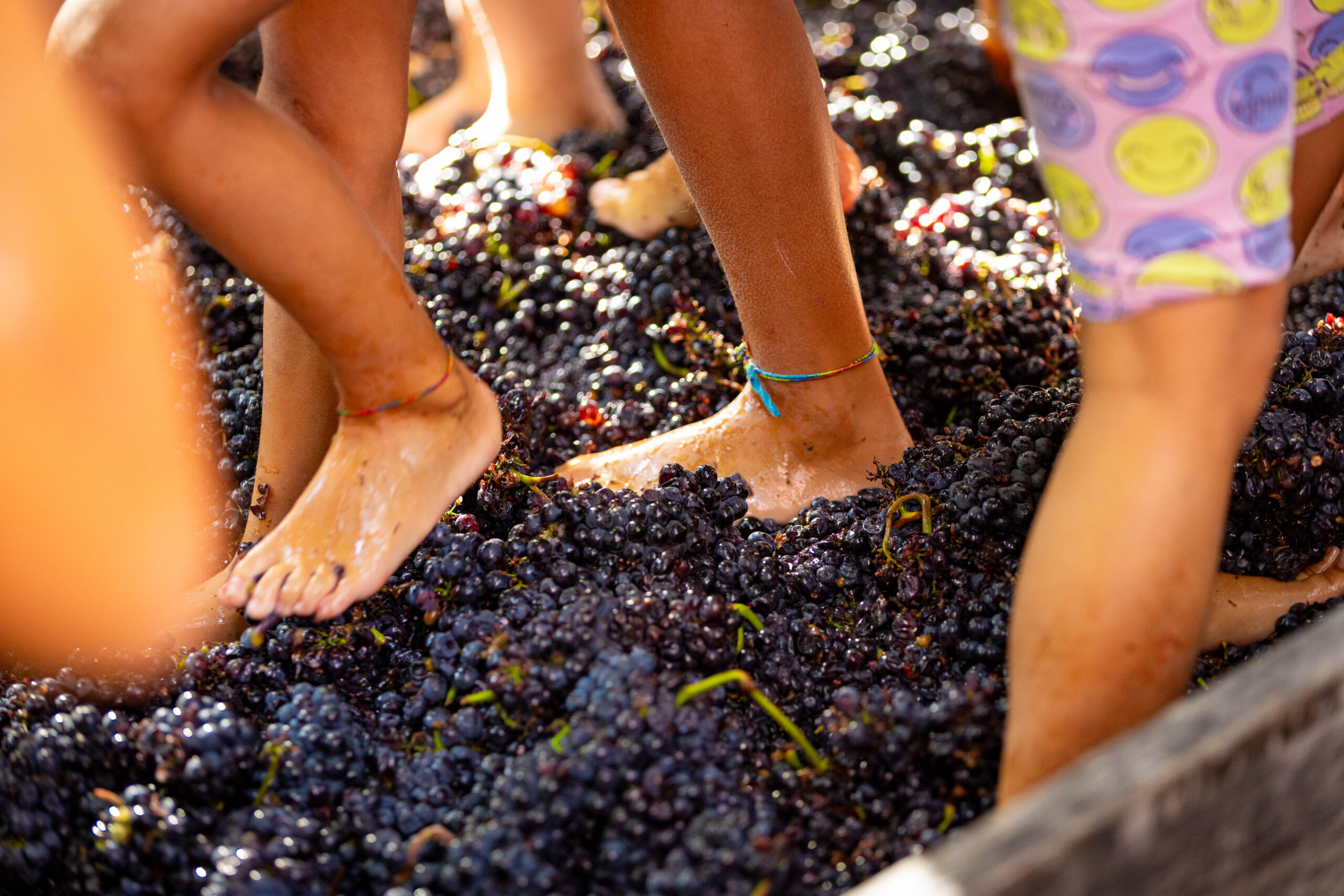 Festa della Vendemmia di Fontanafredda, la pigiatura con i piedi