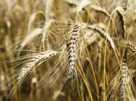 Il Senatore Cappelli, uno tra i grani più pregiati d’Italia