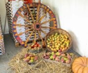 La Sagra del Ficodindia di San Cono