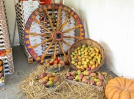 La Sagra del Ficodindia di San Cono