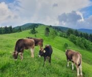 Razza cabannina Presidio Slow Food – Liguria. Foto ©Davide Bonetti