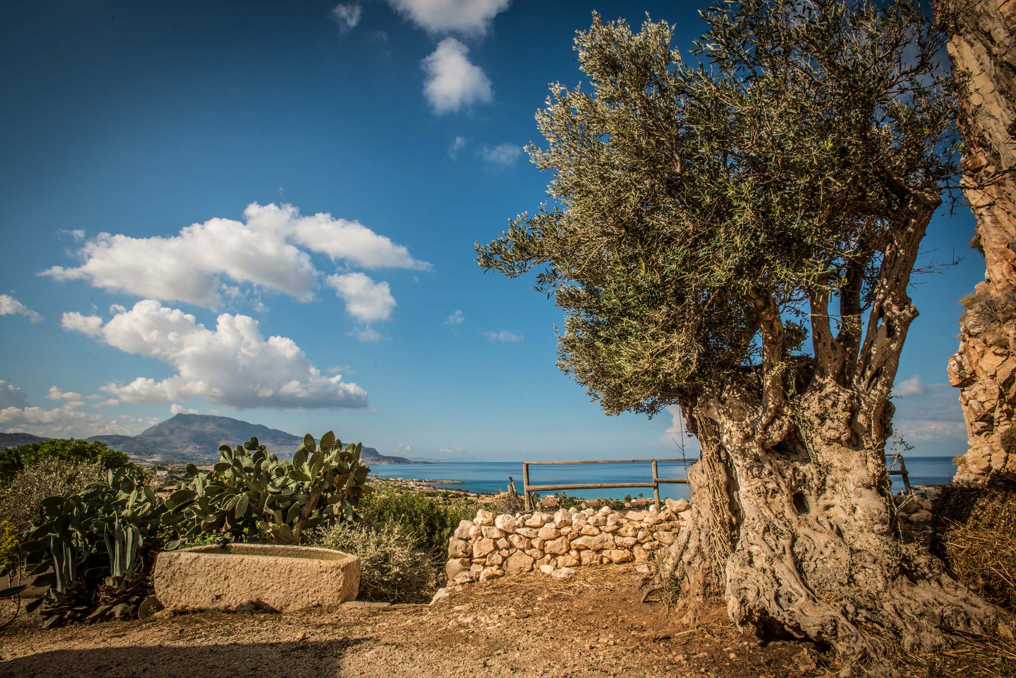 foto tratta da Olio Nostrum, il volume realizzato da Manfredi Barbera