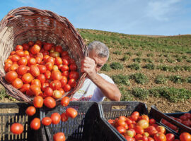 Pomodoro Siccagno in raccolta presso la cooperativa Rinascita