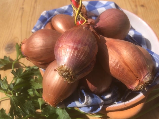 lo scalogno piacentino