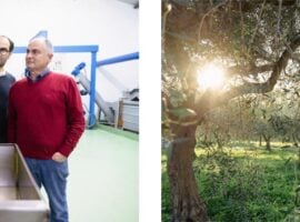 A sinistra, Epifanio e Domenico Gullo. A destra, un uliveto siciliano