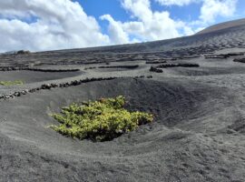 Lanzarote, vigne La Geria